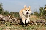 CORGI PEMBROKE 167